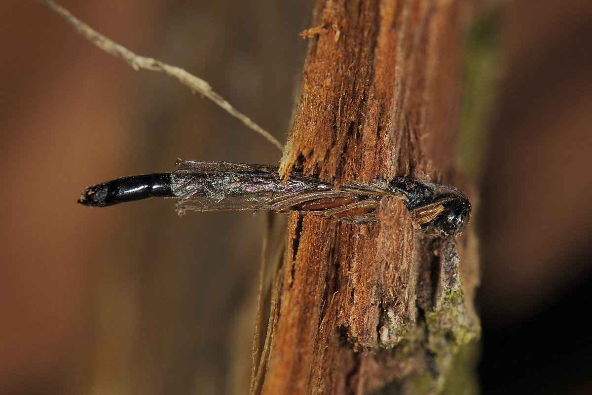 Cephidae, anzi no, Ichneumonidae